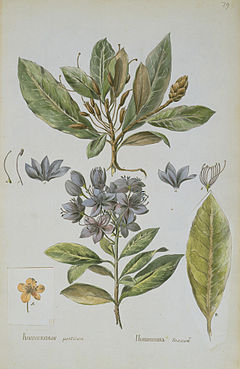 Rhododendron Ponticum: Descripción, Distribución y hábitat, Taxonomía