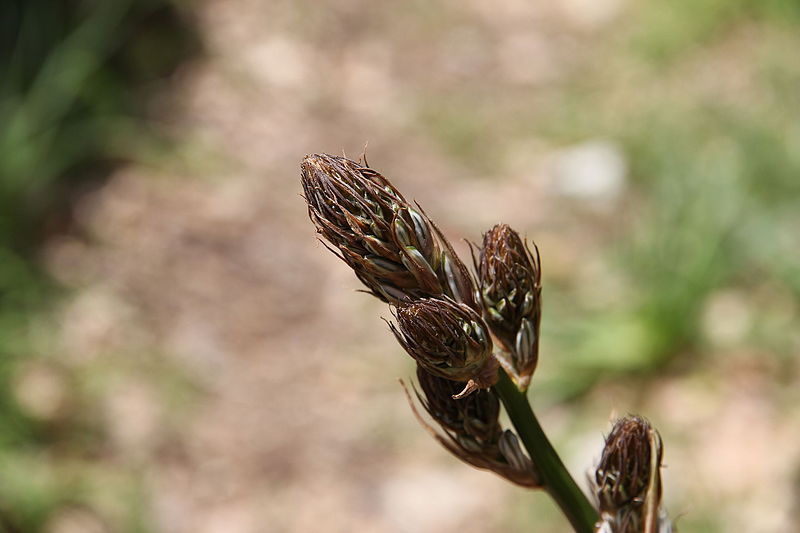 File:Flora della Sardegna 167 (2).JPG