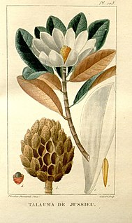 <i>Magnolia dodecapetala</i> species of plant