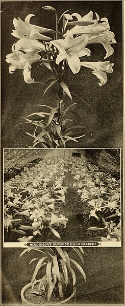 File:Florists' wholesale catalogue. - seeds, bulbs, plants, &c (1911) (14597757188).jpg