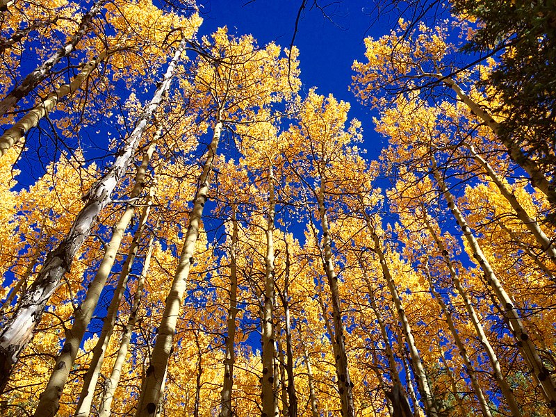 File:FoCo Trees.jpg