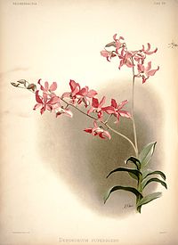 plate 39 Dendrobium × superbiens
