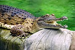 Miniatura para Crocodylus johnsoni