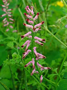 Fumaria officinalis Inflorescence