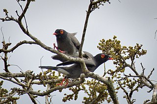 <span class="mw-page-title-main">Gabela helmetshrike</span> Species of bird