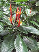 Aphelandra hartwegiana