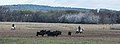 * Nomination Gardian and Camargue cattles (distant view) in the commune of Saint-Gilles, Gard, France. --Christian Ferrer 11:57, 7 March 2016 (UTC) * Promotion Good quality. --Cccefalon 12:21, 7 March 2016 (UTC)