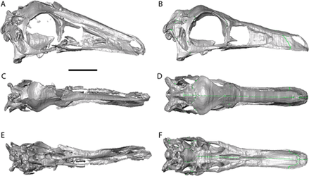 Garudimimus