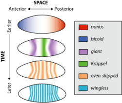 Gene expression patterns are regulated both spatially and temporally in embryos of Drosophila melanogaster. Gene-expression-patterns.png