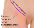 Exemplum areae cutaneae rami femoralis nervi genitofemoralis