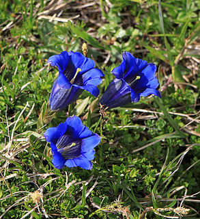 <i>Gentiana clusii</i> species of plant