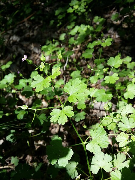 File:Geranium lucidum sl20.jpg