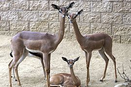 Gerenuk Family.jpg