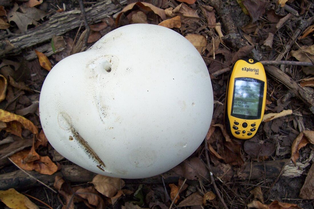 Calvatia gigantea