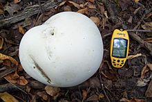 Giant Puffball.jpg