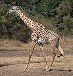 Thornicrofts giraff