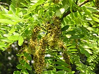 Gleditsia