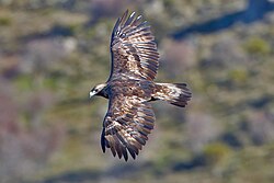 Águila real