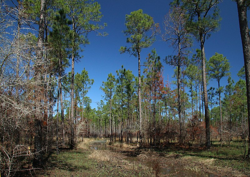 File:Grand Bay Coastal Refuge Park, AL (25229212083).jpg