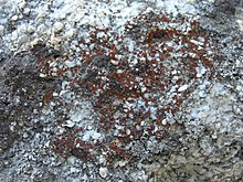 Granit Firedot Lichen (2972621602).jpg