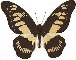 <i>Graphium latreillianus</i> Species of butterfly