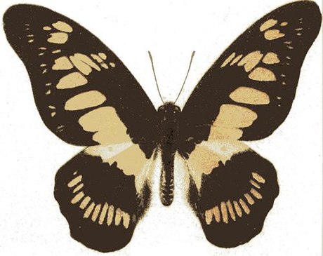 Graphium latreillianus