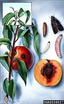 Life cycle of the Oriental fruit moth, recently recorded in Ireland Grapholitha molesta.jpg