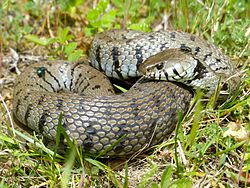 Grass Snake (Natrix natrix helvetica) after a copious meal (14175223381).jpg