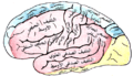 Gray's Anatomy plate 517 brain-ar.png