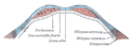 Diagram of a transverse section through the anterior abdominal wall, below the linea semicircularis.