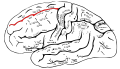 上前頭溝。中前頭回の上端の境界を定める脳溝。
