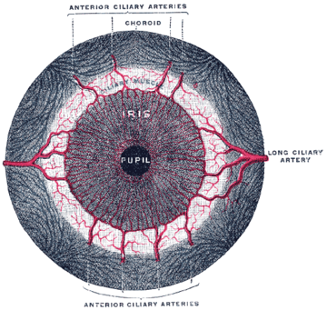 Iris sphincter muscle