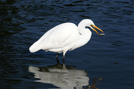 Ardea alba (Great Egret)