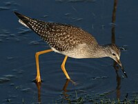 Yellowlegs, Greater Tringa melanoleuca