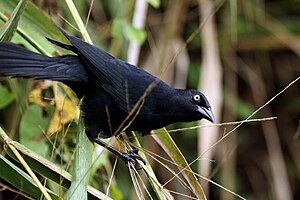 Список Птахів Ямайки: Позначки, Гусеподібні (Anseriformes), Куроподібні (Galliformes)