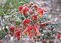 Euroa, Victoria (cultivated)