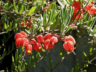 <i>Grevillea saccata</i> Species of shrub in the family Proteaceae endemic to Western Australia