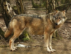 Grey Wolf (355647915).jpg