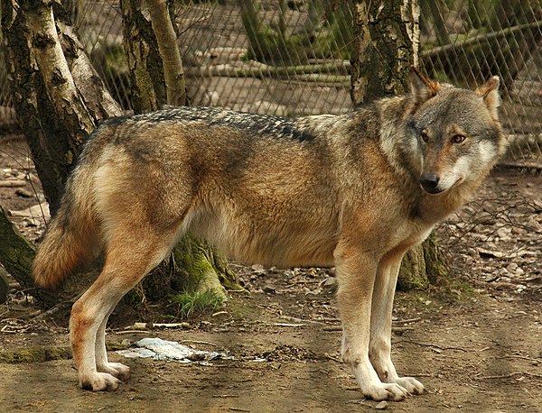 Новая волка. Порода Волков canis Lupus Albus. Кенайский волк canis Lupus alces. Canis Lupus окрасы. Canis Lupus в профиль.