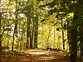 Griebnitzsee Promenade - geo.hlipp.de - 29796.jpg