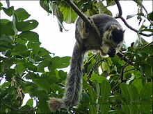 Giant grizzled squirrel