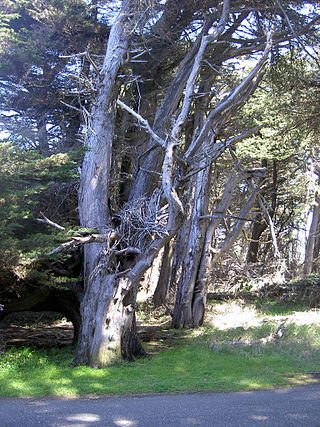 <span class="mw-page-title-main">Gualala Point Regional Park</span>