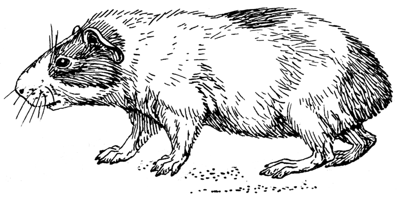 File:Guinea pig (PSF).png