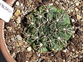 Gymnocalycium baldianum 3.JPG