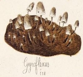 Gyroflexus
