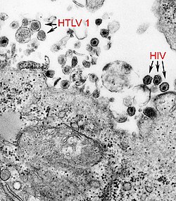 Virus Linfotrópico De Células T Humanas