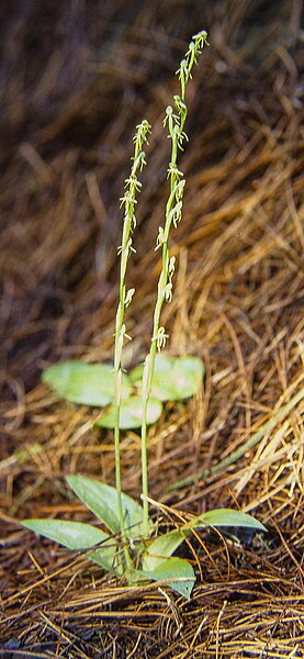 File:Habenaria tridactylites 7C08.jpg