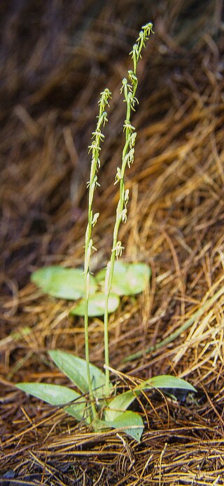 <i>Habenaria tridactylites</i> Species of flowering plant
