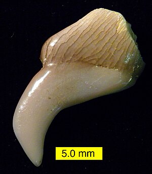 Semionotiformes