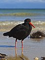 * Nomination Variable Oystercatcher (Haematopus unicolor), Abel Tasman National Park, New Zealand --LC-de 18:09, 3 March 2013 (UTC) * Promotion Very nice, btw these guys are dangerous I know the place --Poco a poco 19:07, 3 March 2013 (UTC)